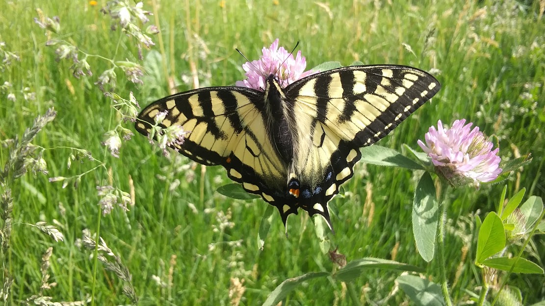 Butterfly on clover